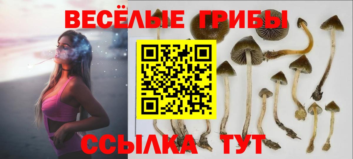 Псилоцибиновые грибы Psilocybe  Вход с VPN  Саранск  Галлюциногенные грибы GOLDEN TEACHER 
